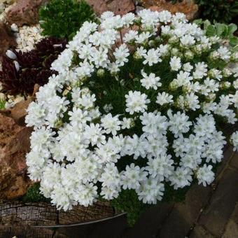 Armeria maritima 'Alba'