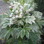 Fatsia japonica 'Variegata' - Vingerplant - Fatsia japonica 'Variegata'