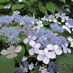 Hydrangea serrata 'Aigaku' - Japanse berghortensia