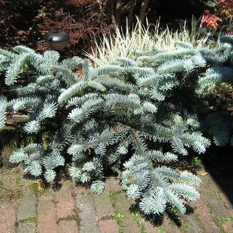 Abies procera 'Glauca prostrata'