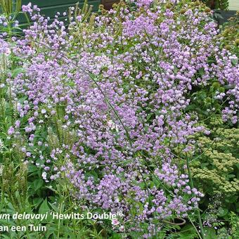 Thalictrum delavayi 'Hewitt's Double'