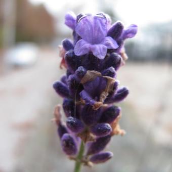 Lavandula angustifolia 'Dwarf Blue'