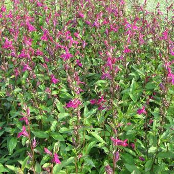 Lobelia x speciosa 'Tania'