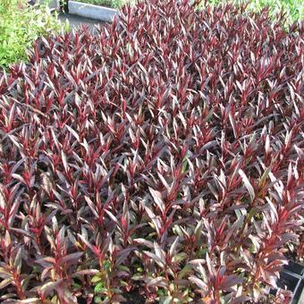 Lobelia cardinalis 'Queen Victoria'