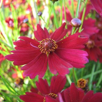 Coreopsis 'Limerock Ruby'