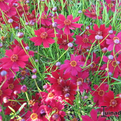 Meisjesogen - Coreopsis 'Limerock Ruby'