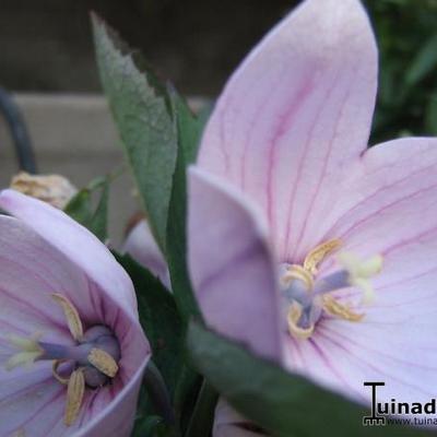 Platycodon grandiflorus 'Perlmutterschale' - Ballonplant