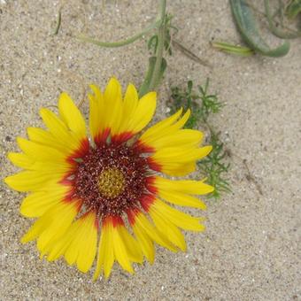 Gaillardia aristata 'SUNBURST Yellow With Red'