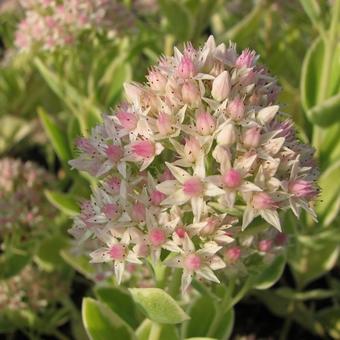 Sedum erythrostictum 'Frosty Morn'