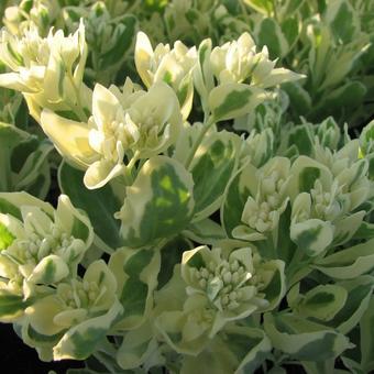 Sedum erythrostictum 'Frosty Morn'