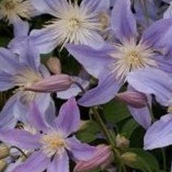 Clematis 'Blue River'