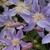 Clematis 'Blue River'