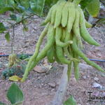 Citrus medica var. sarcodactylis - Boeddha's hand / Boeddha vinger / Vingercitroen