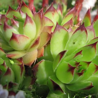 Sempervivum tectorum