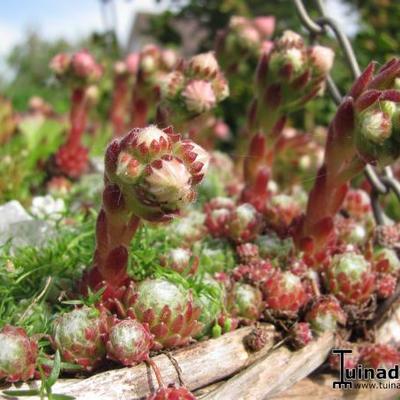 Sempervivum tectorum - Huislook, gewone huislook