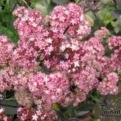 Vetkruid - Sedum 'Strawberries and Cream'