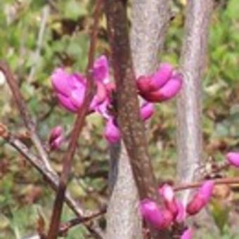 Cercis chinensis 'Avondale'