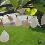 Halesia monticola - Sneeuwklokjesboom