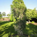 Styrax japonicus 'Pendulus' - Storaxboom, Japanse sneeuwbal