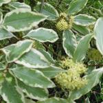 Pittosporum eugenioides 'Variegatum' - Australische laurier