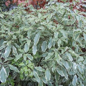 Pittosporum eugenioides 'Variegatum'