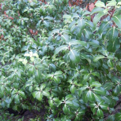 Pittosporum tenuifolium - Australische Laurier, Tawhiwhi