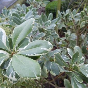 Pittosporum tobira 'Variegatum'