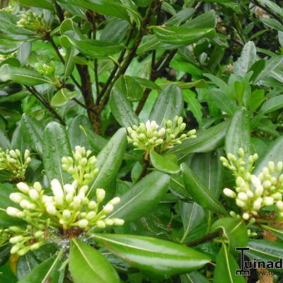 Pittosporum tobira - Australische laurier