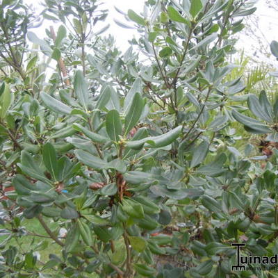 Australische laurier - Pittosporum tobira