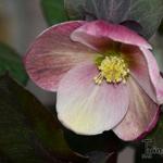 Helleborus x ericsmithii HGC 'Pink Frost' - Nieskruid