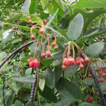 Berberidopsis corallina