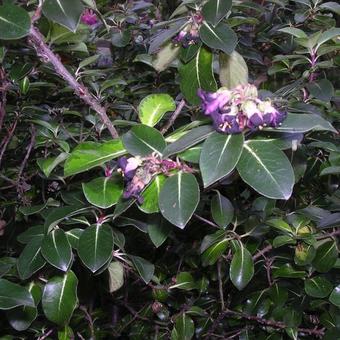 Pittosporum tenuifolium