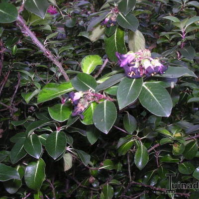 Australische Laurier, Tawhiwhi - Pittosporum tenuifolium