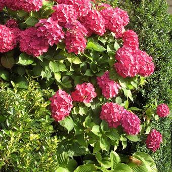 Hydrangea macrophylla 'Leuchtfeuer'