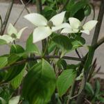 Japanse kornoelje - Cornus kousa 'China Girl