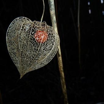 Physalis alkekengi var. franchetii