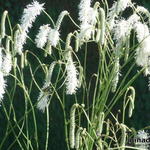 Sanguisorba tenuifolia - Grote pimpernel