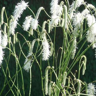 Sanguisorba tenuifolia