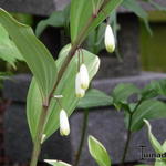 Polygonatum maximowiczii - Salomonszegel