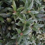 Sarcococca hookeriana var. humilis - Vleesbes - Sarcococca hookeriana var. humilis