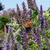 Agastache 'Blackadder'