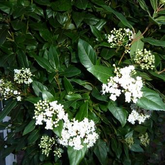 Viburnum tinus