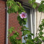 Hibiscus 'Resi' - Althaeastruik