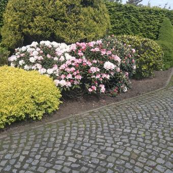 Rhododendron 'Christmas Cheer'