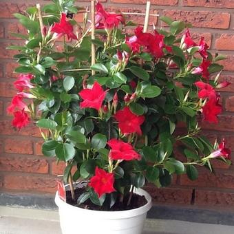 Mandevilla 'SUNDAVILLE Red'