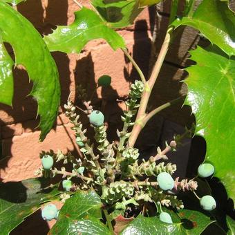 Mahonia aquifolium 'Smaragd'