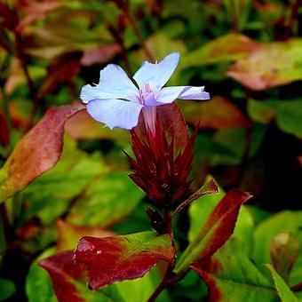 Ceratostigma plumbaginoides