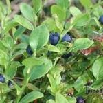 Vaccinium myrtillus - Bosbes