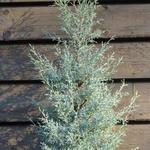 Cupressus arizonica 'Glauca' - Arizonacipres