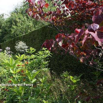 Cercis canadensis 'Forest Pansy'